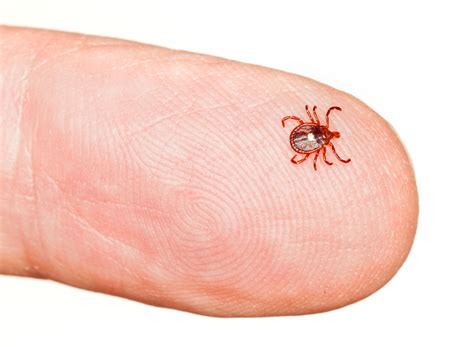 Why Are Lone Star Ticks So Dangerous? | Inspira Health