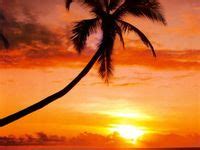 Las mejores 800 ideas de Palmeras | palmeras, hermosos paisajes, fotografia paisaje