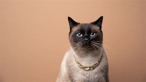 Chocolate Point Siamese: Fascinating Facts About This Breed