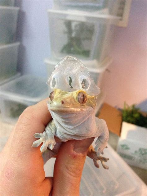 Crested Gecko Funny shed! | Cute reptiles, Cute lizard, Cute gecko