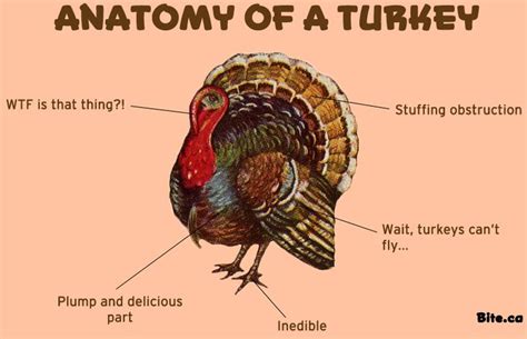 Anatomy, Turkey, Image