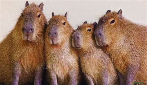 Are Capybaras Dangerous