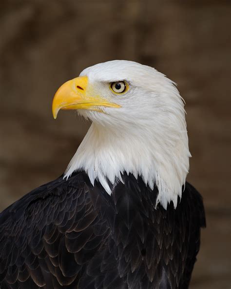 File:Bald Eagle Portrait.jpg - Wikimedia Commons
