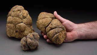 This is the fossilized dung of a Giant Sloth, estimated to be 100,000 years old. # ...