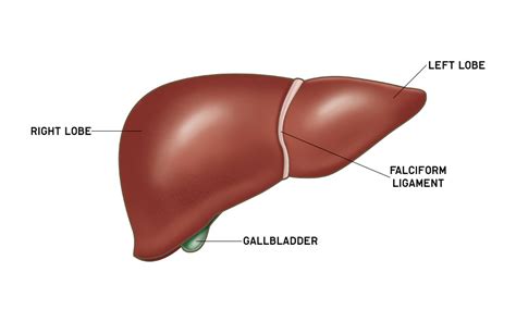 Liver Anatomy Segments