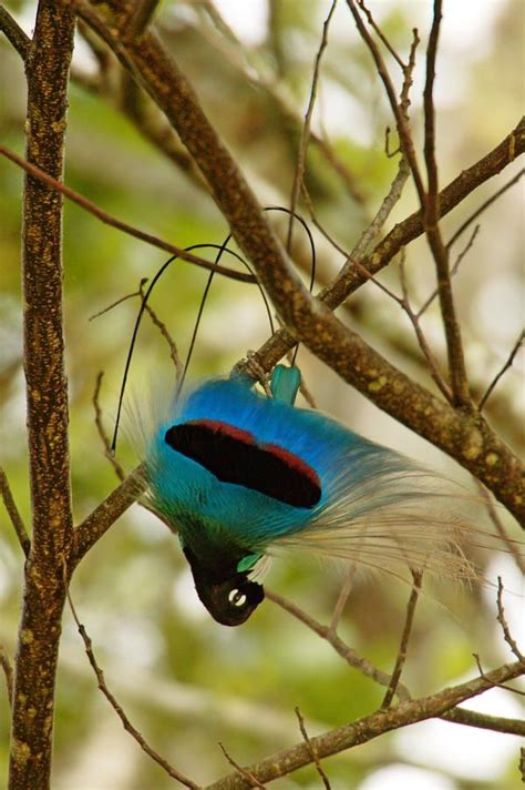 Blue Bird of Paradise. The species is approximately 30 cm long, black ...