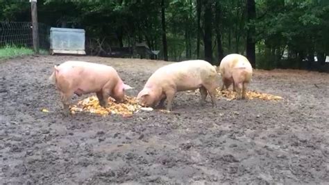 Yorkshire Pigs Eating Corn - YouTube