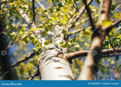 Birch forest in sunlight stock image. Image of grass - 104870597