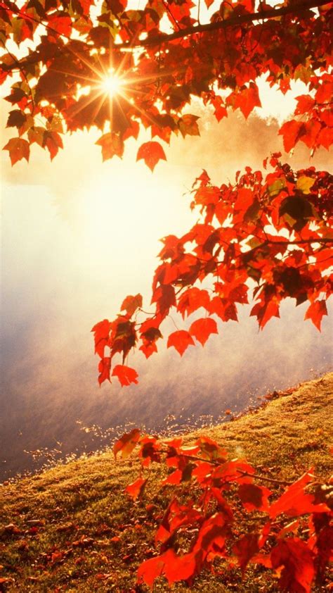 iPhone 12 Pro Autumn Wallpapers - Wallpaper Cave