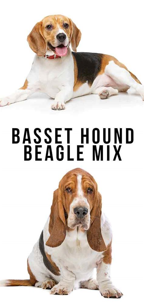 Basset Hound Beagle Mix – Two Very Different Personalities Collide