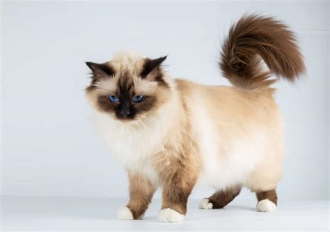 20 Medium Hair Cat Breeds To Sweep You Off Your Feet