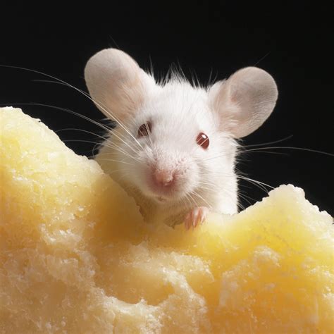 Why Do Mice Love Cheese? Wonderopolis | vlr.eng.br