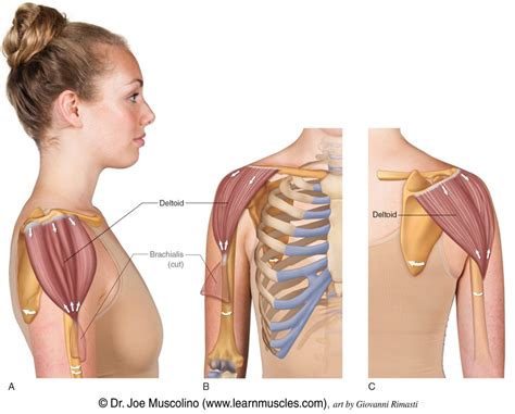 Posterior Deltoid Muscle