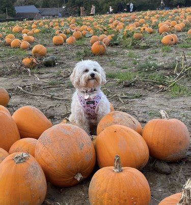 15 Pumpkintastic Pets at Pumpkin Patches for When You're Dreaming About Halloween | Cuteness