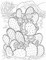 Free Printable Cactus Coloring Pages For Kids sketch template