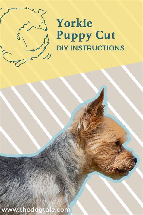 Yorkie Puppy Cut: Why It’s Our Favorite & DIY Instructions | Yorkie puppy, Yorkie puppy cut ...