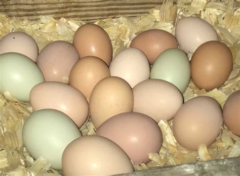 Eggs-ploring why chicken eggs are laid in different colors, shapes, shades | AGDAILY