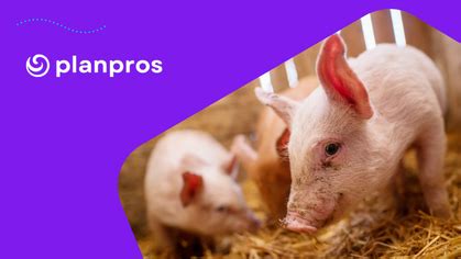 2024 Pig Farm Business Plan Example & Template - PlanPros