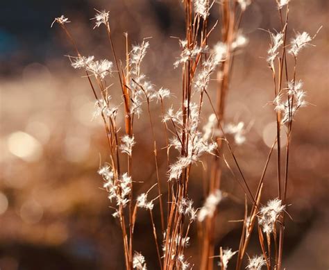 Premium Photo | Close-up of dry plants on land