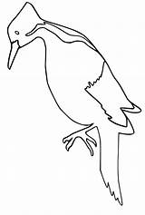 Hairy Woodpecker Coloring Page  Free Printable Pages For Kids sketch template