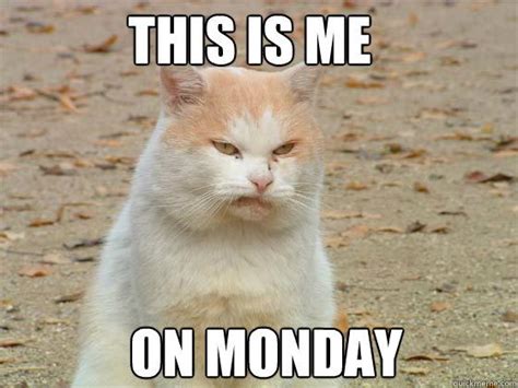 Monday Cat Meme Funny Image Photo Joke 15 | QuotesBae