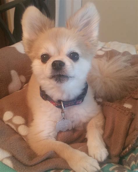 Chihuahua Pomeranian Mix Short Hair - Pets Lovers