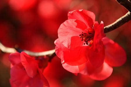 Royalty-Free photo: Aster Flowers | PickPik