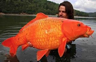 THE FISHING NEWS: RECORD ORANGE KOI CARP CAUGHT