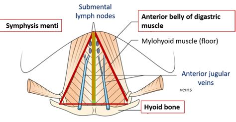 Anterior triangle - Subdivisions - Boundaries - Contents - AnatomyQA