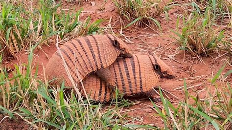 SIX-BANDED ARMADILLO breeding season (EUPHACTUS SEXCINTUS), TATUPEBA ...