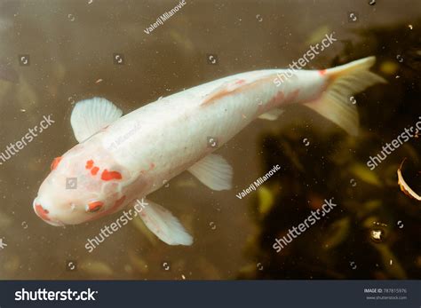 White Japanese Koi Fish Swimming Pond Stock Photo 787815976 | Shutterstock