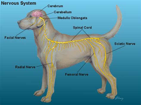 Glendale Animal Hospital - Veterinarian in Glendale, AZ USA :: Dog Anatomy Glendale Animal ...