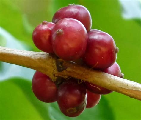 Genetic Researchers Sequence Genome of Robusta Coffee | Sci.News