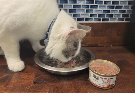 Why Your Cat Won't Eat Wet Cat Food - Cats.com