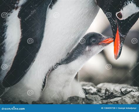 Close-up Adult and Baby Penguins. Antarctica. Stock Photo - Image of ...