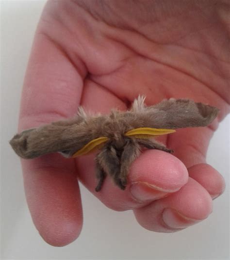 Fuzzy bunny moth I hatched a couple years ago from cocoon. Native to Belize. (Periphoba arcaei ...