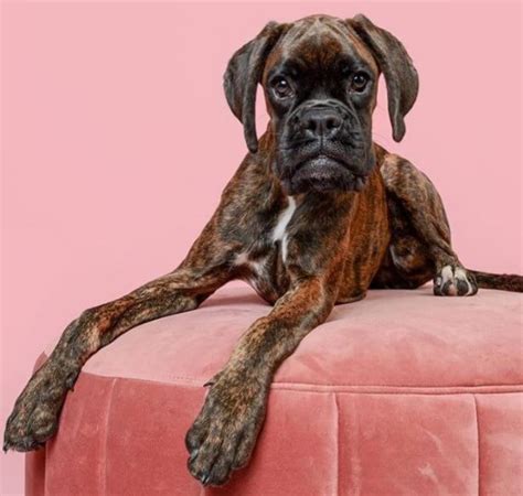 Top 50 Popular Boxer Dog Names - PetTime