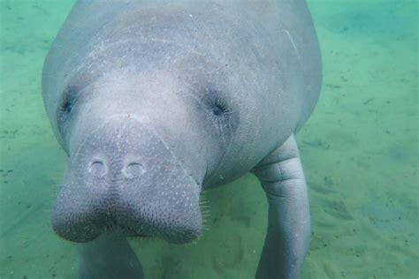 Manatee Appreciation From a Manatee Rescuer - CMA