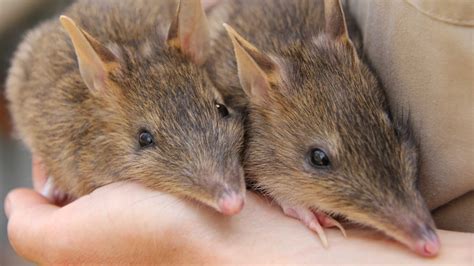 Bandicoot breeding success at Werribee Zoo leads to school holiday fun ...