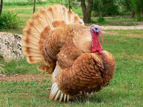 Breeds of turkey: All The Turkey Breeds You Should Know » Jitefarms