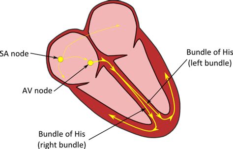 Alivecor 장비(개인용 ECG 장비) 분석 : 네이버 블로그