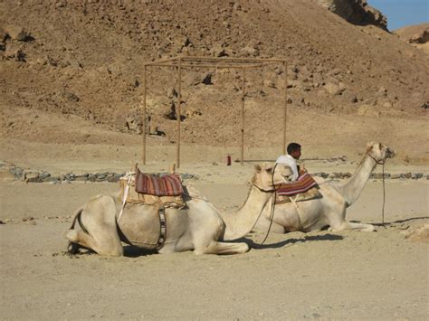 Camels in Egypt Camels, West Africa, I Fall In Love, Egypt, Travel, Animals, Collection, Viajes ...