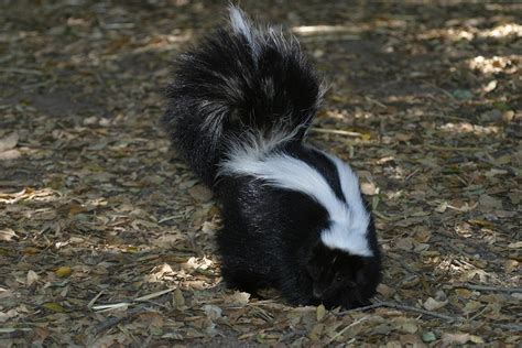 Striped Skunk - Mephitis mephitis | Wildlife Journal Junior