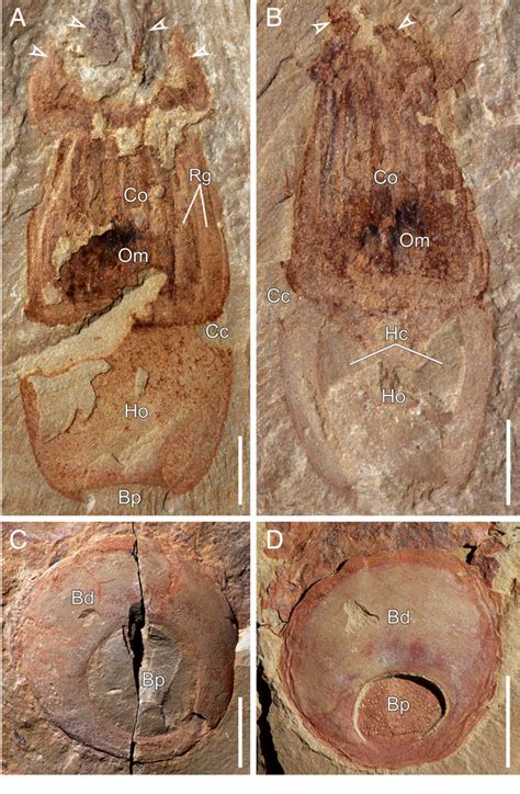 Figure 3 from Three Cambrian fossils assembled into an extinct body ...