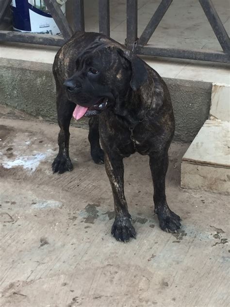 Adult Female Brindle Boerboel - Pets - Nigeria