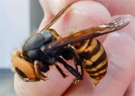 Giant 'murder-hornet' with painful sting discovered in BC - The Albertan News