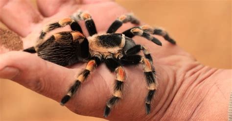 Tarantula Size Comparison: Just How Big Do These Spiders Get? - A-Z Animals