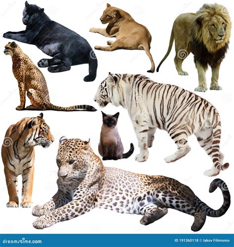 Set of Different Animals of Felidae Family Stock Photo - Image of european, lynx: 191360118