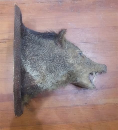 Vintage Feral Pig Hog Razorback Boars Head Taxidermy Wild Pig - Etsy