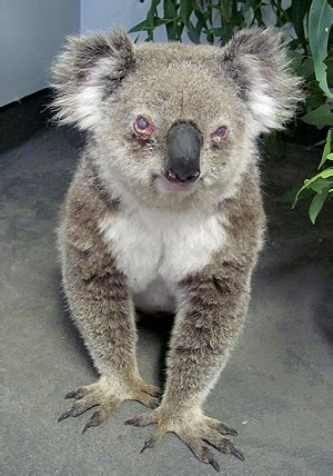 Chlamydia threat to untouched koala population